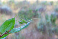 /album/foto-adriano/cavalletta-tettigonia-viridissima-jpg/